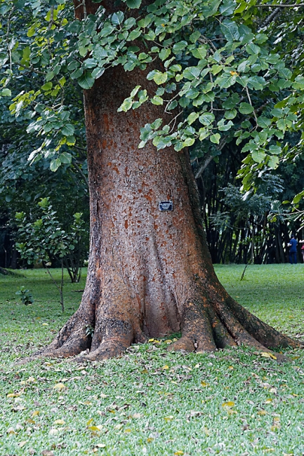Kandy-Botanical garden-054
